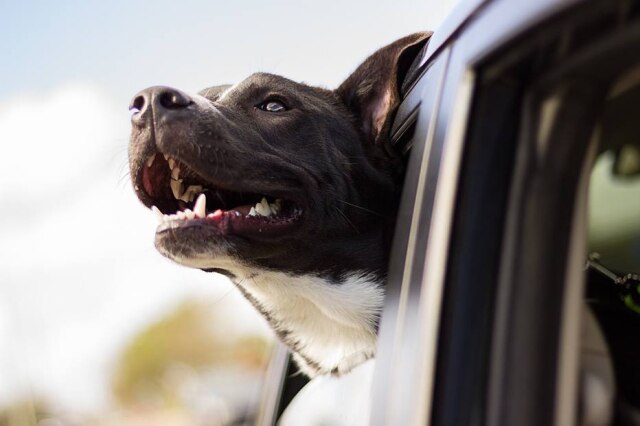 Pixabay O número de infrações em São Paulo por transporte irregular de pets cresceu 10% em 2018.