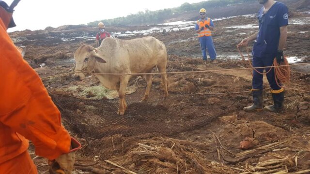 Divulgação/ CRMV-MG Equipes de veterinários e zootecnistas acolhem animais resgatados em Brumadinho.