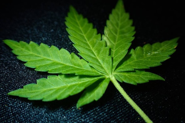 DavidCardinez/Pixabay Assim como o cigarro, a maconha pode provocar disfunção erétil no homem.