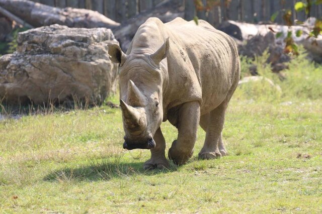 Giorgio CORTESE / Parco Natura Viva / AFP Toby, o rinoceronte branco mais antigo do mundo, em seu recinto no zoológico Parco Natura Viva.