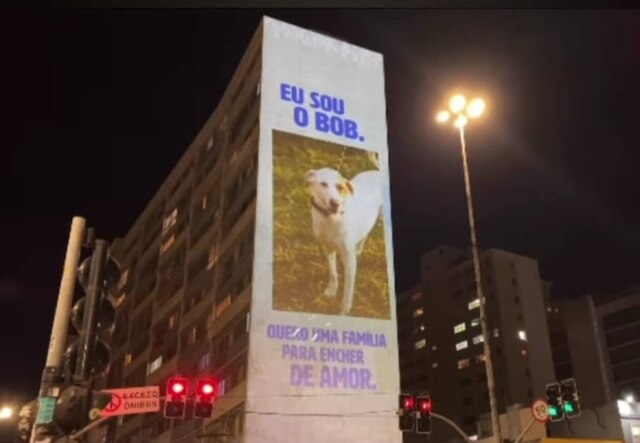 Ampara Animal Cães e gatos disponíveis para adoção chamam atenção em fotos projetadas em SP.