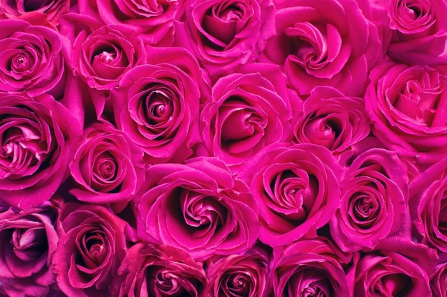 Pixabay O rosa choque é a cor mais antiga encontrada na natureza, diz estudo.