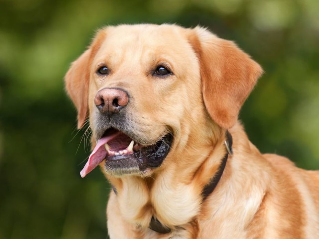 Pixabay/Chiemsee2016 Loki se juntou ao grupo de amigos e não se separou mais