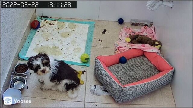 Arquivo pessoal Cacau ficou sozinha por algumas horas em casa e, longe da tutora, demonstrou ansiedade.