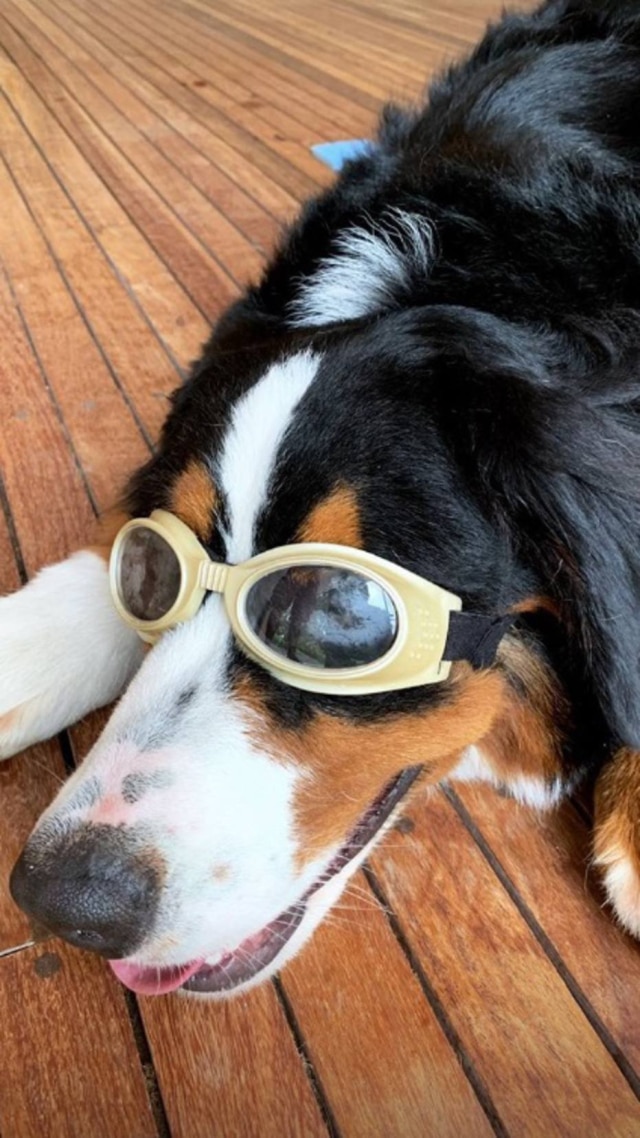 Cachorro de Luciano Huck usando óculos (Imagem: Reprodução / Instagram)
