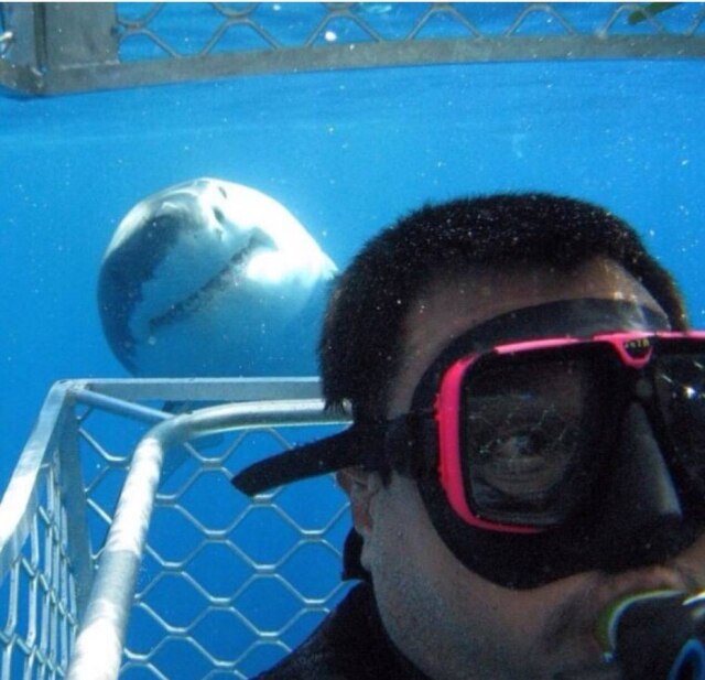 Reprodução/@Girderbrown Um tubarão 'invadiu' a foto do mergulhador escocês Gareth Brown. Na selfie, o animal parece posar para a lente, o que surpreendeu o mergulhador.