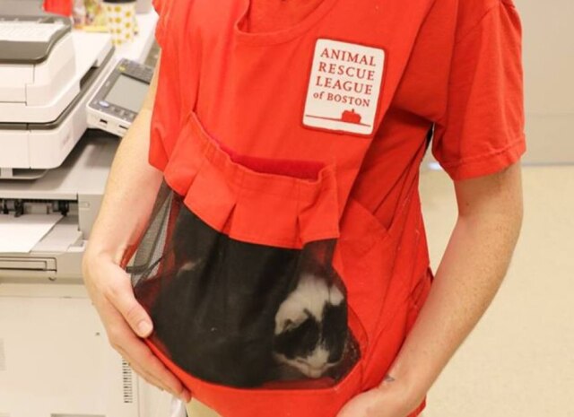 Facebook/ Animal Rescue League of Boston Abrigo de animais pediu, no Facebook, para que mais pessoas os ajudassem a criar roupas desse tipo