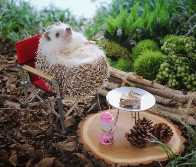 Instagram/@hedgehog_azuki O porco-espinho Azuki curtindo um 'acampamento'.
