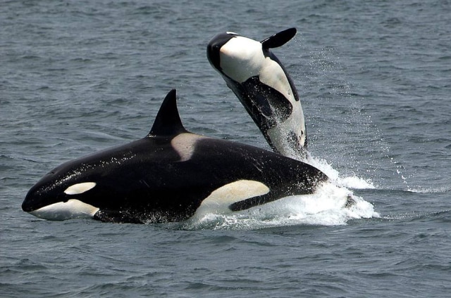 Pixabay / @skeeze Orca (imagem ilustrativa)