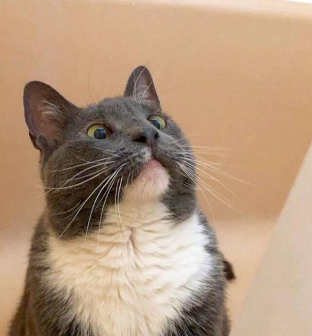 Instagram / @sunglasscat A tutora de Bagel, Karen McGill, precisa pingar colírio duas vezes ao dia nos olhos da gatinha.