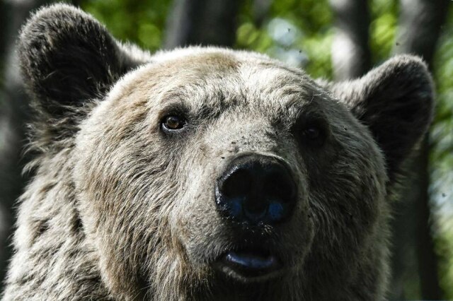 AFP PHOTO/Aris Messinis Uma família teve sua residência invadida por um urso, que só queria saber de comer frutas e pães.