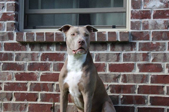 Pixabay/@PawsitivelySpoiled5 Animal se sentiu culpado após o acidente