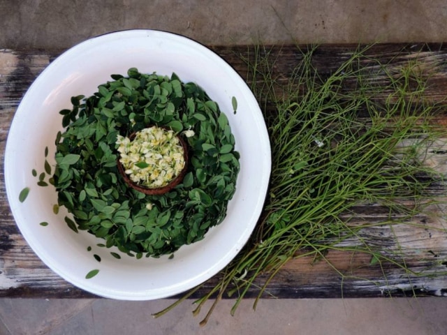 Neide Rigo|Paladar As folhas da Moringa