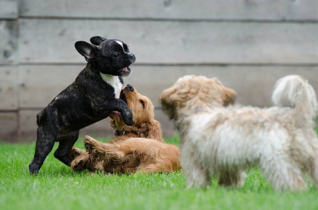 Pixabay Animais também podem pegar doenças sexualmente transmissíveis durante passeio no parque.