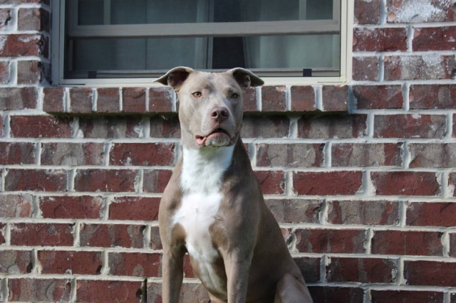 Pixabay Cães parecidos com pit bulls foram amarrados em esteiras para correr exaustivamente.