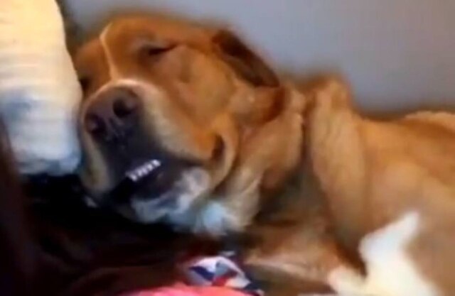 Twitter/@awaclawski Moose dormia tranquilo, sem imaginar o susto que levaria