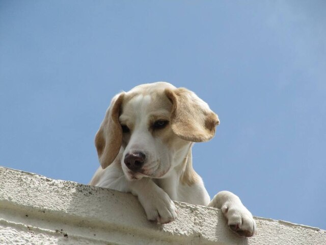Pixabay Cansada de receber avisos dos vizinhos, família colou um cartaz na porta de casa para explicar o hábito do cachorro de ficar no telhado.
