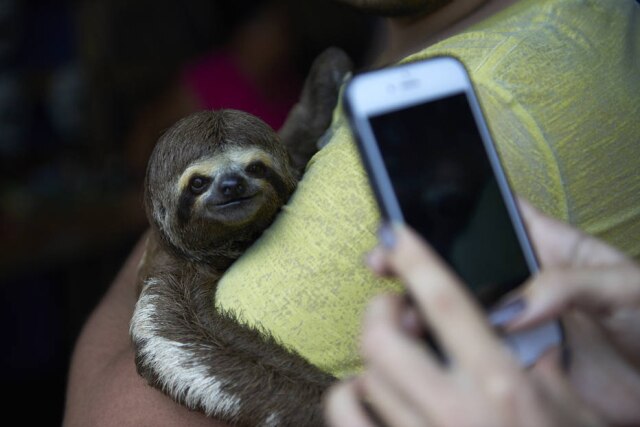 Imagem cedida por ONG Proteção Animal Mundial Bichos-preguiça eram amarrados a árvores para que os turistas pudessem fotografá-los.