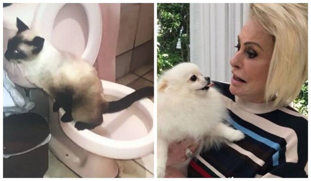 Reprodução/TV Globo/ Instagram/@anamaria16 Ana Maria Braga mostra gato urinando em vaso sanitário após foto do animal repercutir na internet.