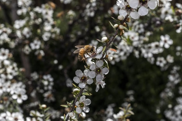 Adam Dean/NYT O mel de manuka é feito a partir do néctar de um único tipo de arbusto, o Leptospermum scoparium, comumente chamado de manuka.