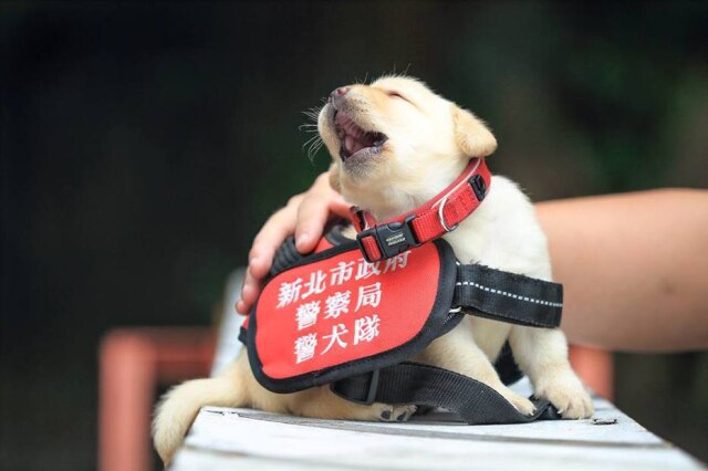 facebook.com/NPA4U/ Um dos filhotes que fará parte do setor K-9 da Polícia de Taiwan.
