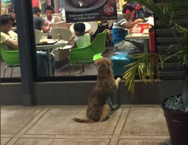 Twitter/@micahthepenguin Cena de cão observando clientes de restaurante comendo emocionou família, que comprou um lanche para o animal.