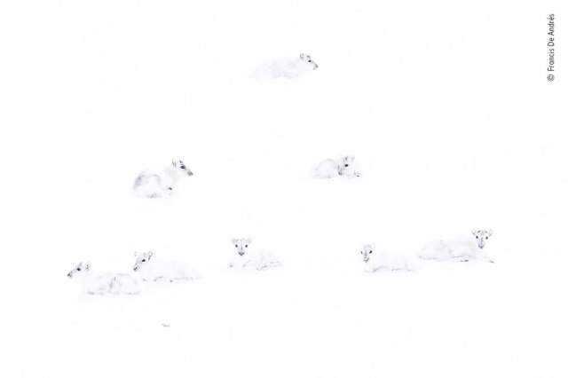Francis De Andres / Wildlife Photographer of the Year / Divulgação Francis De Andres fotografou renas brancas na Noruega durante uma nevasca
