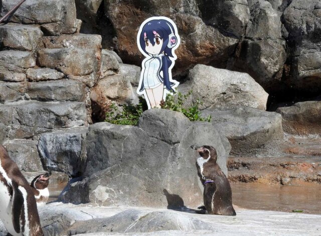 Zoológico de Tobu via AFP O pinguim Pequena Uva e sua 'amada', Hululu.