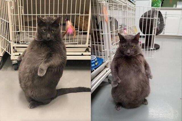 Facebook / Wright Way Rescue Gato Bruno está acima do peso e ONG de cuidados animais está procurando por um novo tutor para ele.