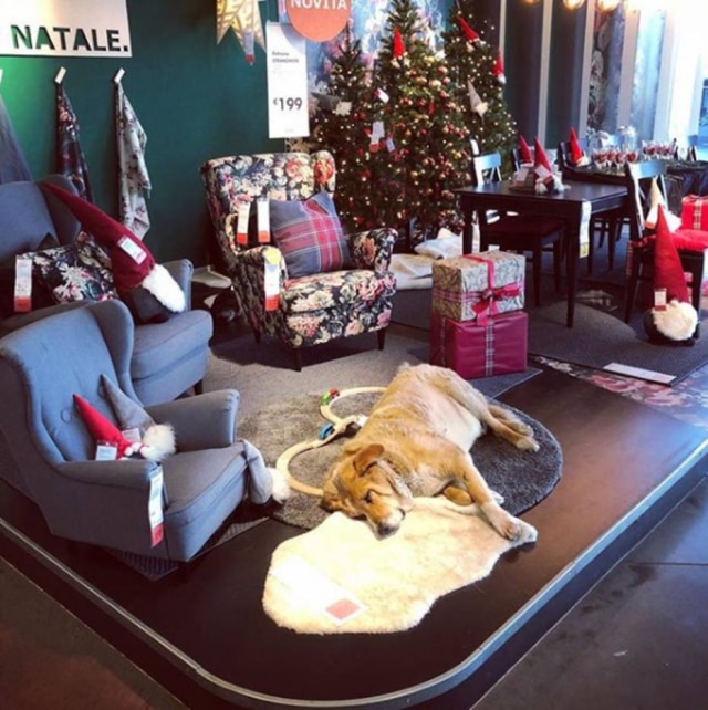 Instagram.com/gscalone82 Protegido do frio, cão faz parte da exposição dos móveis na loja IKEA, na Itália.