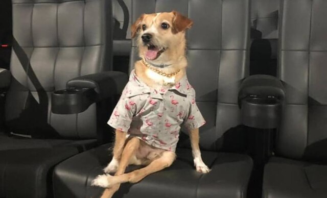 Divulgação Cachorros poderão entrar em sala de cinema.