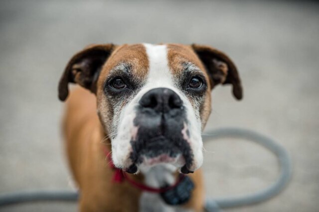 Tobias/ Unsplash Cães têm 300 milhões de receptores olfativos, enquanto os humanos possuem seis milhões