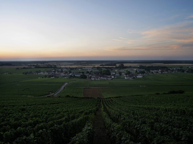 Borgonha, na França, região vinícola que mais respeita e se orgulha do seu terroir, esta abrindo caminho para outras uvas