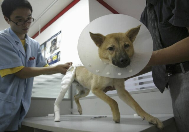 REUTERS/Sean Yong (CHINA) Muitos tutores acabam tendo atitudes negativas que prejudicam a melhor do pet doente, como focar mais na doença do que na cura, negar a situação ou se mostrar muito vulnerável na presença do animal.