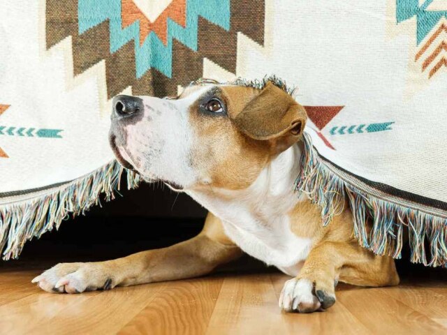 Shutterstock/Divulgação PremieRpet® Fogos de artifício, rojões e outros ruídos podem ser prejudiciais aos pets e é preciso tomar alguns cuidados.