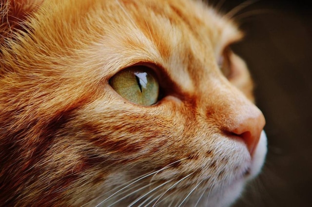 Pixabay Felino surgiu de repente com um salto.