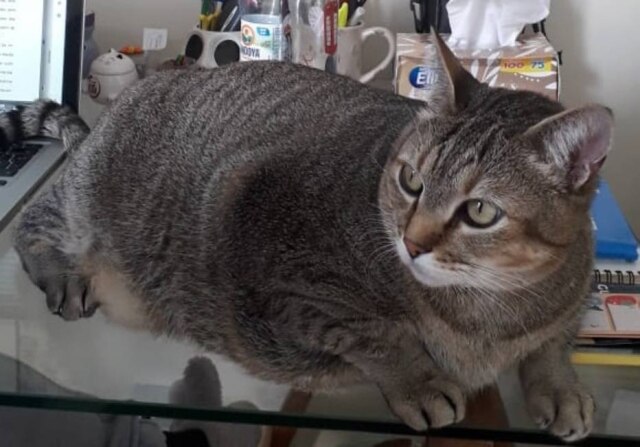Bárbara Reis George come ração para gatos obesos duas vezes ao dia.