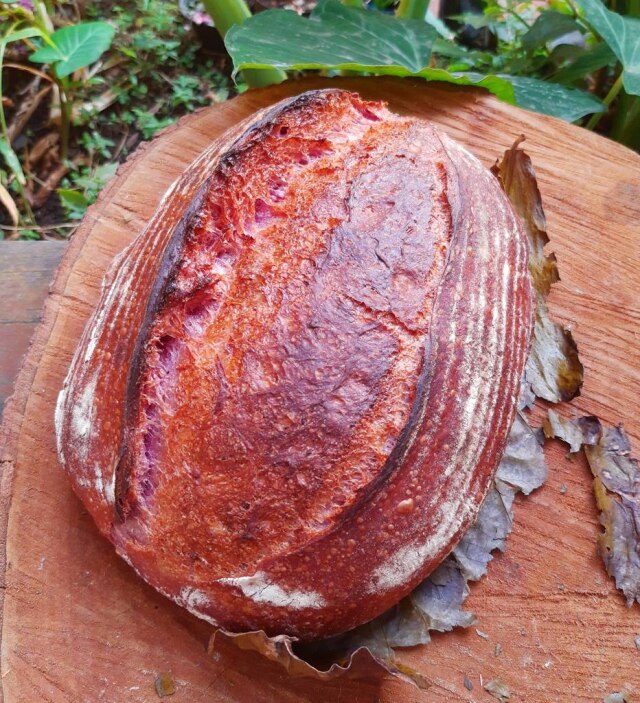 Pão de cará roxo com fermentação natural.
