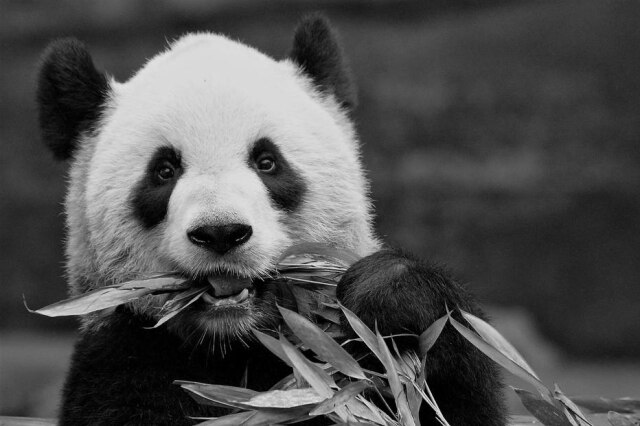 Calgary Zoo / Handout via Reuters A panda fêmea Er Shun, que também irá retornar para a China