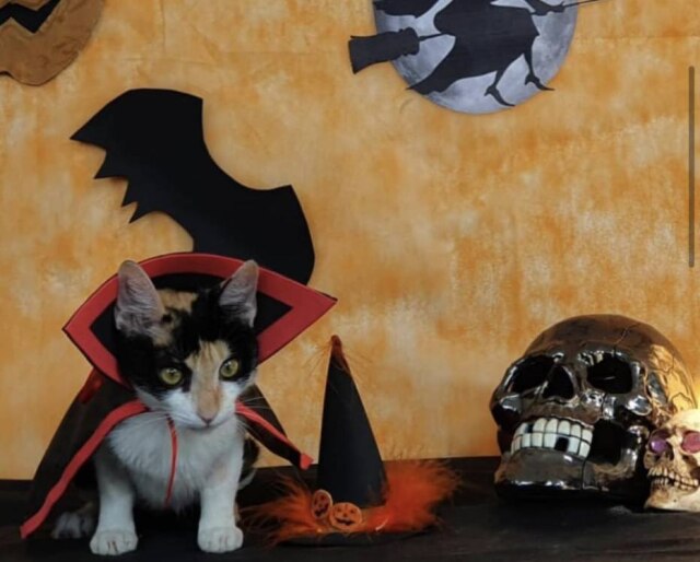 Facebook/@amigosdoccz Cães e gatos vestem fantasias 'macabras' durante Halloween para sensibilizar potenciais tutores para adoção