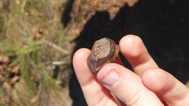 Fóssil encontrado na Chapada dos Guimarães
