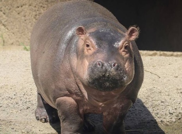Instagram/@cincinnatizoo Fiona nasceu prematura e precisou de muitos cuidados especiais, mas depois ganhou peso, ficou saudável e hoje encanta os visitantes do zoológico de Cincinnati, nos EUA.