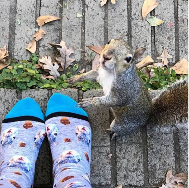 instagram.com/cidandbella O esquilinho Bella, que faz visitas quase diárias a uma família que a acolheu.