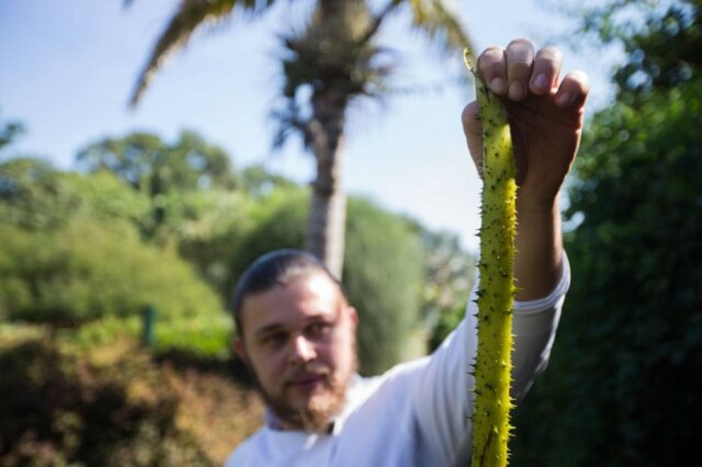 Tiago Queiroz|Estadão Chef Henrique Nunes com o cabo da flor. É cheio de espinhos, que devem ser retirados. É fibroso e pode ser preparado como picles, pode virar espaguete