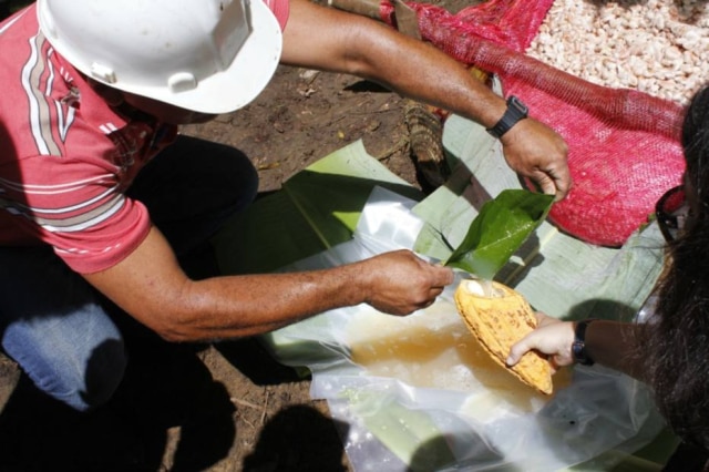 Colheita do 'mel' de cacau registrada na fazenda de João Tavares, na Bahia, em 2014