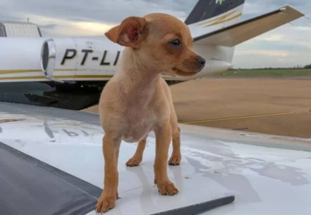 @whinderssonnunes/ Instagram A cachorra pinscher adotada por Whindersson Nunes tem nome inspirado em Gisele Bündchen