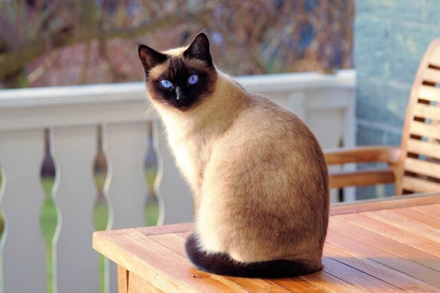 Pixabay Depois do vira-lata, Siamês foi a raça de gato preferida dos brasileiros no ano passado.