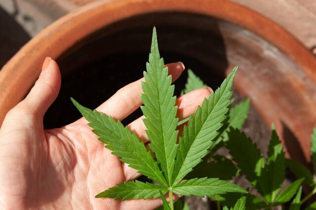 Pixabay Pesquisas indicam uma melhora no quadro de TEA com o uso medicinal do canabidiol