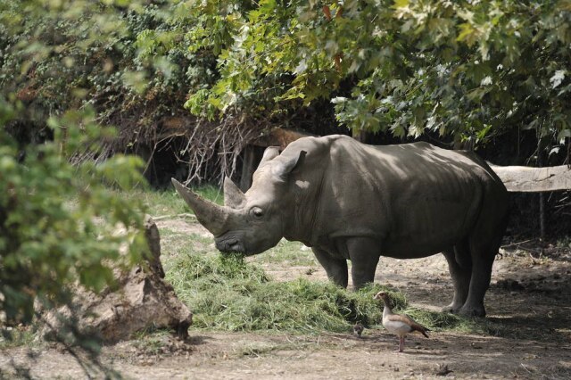 Parco Natura Viva / AFP Rinocerontes-brancos normalmente vivem até os 40 anos quando em cativeiro e até 30 anos na natureza; Toby morreu aos 54 anos.