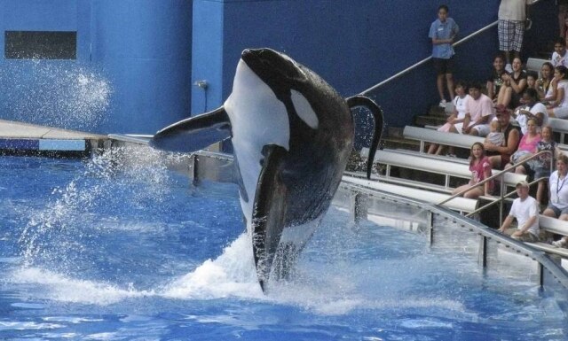 Mathieu Belanger/Reuters SeaWorld interrompeu programa de reprodução, mas ainda mantém 22 orcas em sistema de cativeiro